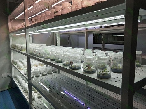 江西植物组织培养实验室设计建设方案